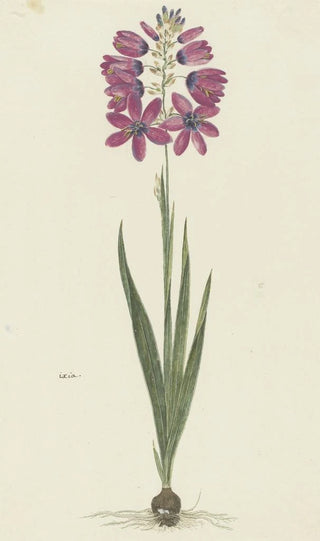 Robert Jacob Gordon - Ixia lutea Eckl var ovata.webp