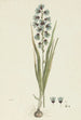 Ixia viridiflora Lam - Robert Jacob Gordon — Ansicht des Kunstwerks