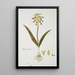 Lachenalia aloides Lf Engl var aloides Opal flowers - Robert Jacob Gordon — framed artwork on a wall