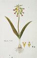 Lachenalia aloides Lf Engl var aloides Opal flowers - Robert Jacob Gordon — artwork view