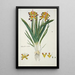 Lachenalia aloides Lf Engl var quadricolor Fleur d'opale - Robert Jacob Gordon — gerahmtes Bild an der Wand