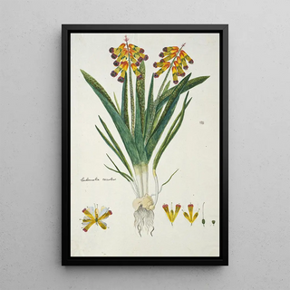 Robert Jacob Gordon - Lachenalia aloides Lf Engl var quadricolor Opal flower.webp