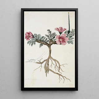 Robert Jacob Gordon - Monsonia multifidum EMey ex Kunth met een insect.webp