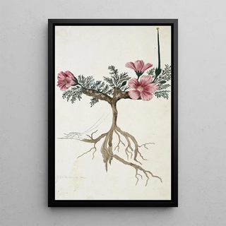 Robert Jacob Gordon - Monsonia multifidum EMey ex Kunth with an insect.webp