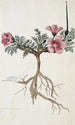Monsonia multifidum EMey ex Kunth with an insect - Robert Jacob Gordon — artwork view