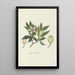 Rothmannia capensis Thunb formerly gardenia capensis Druce Wild gardenia or Rothmannia common - Robert Jacob Gordon — framed artwork on a wall