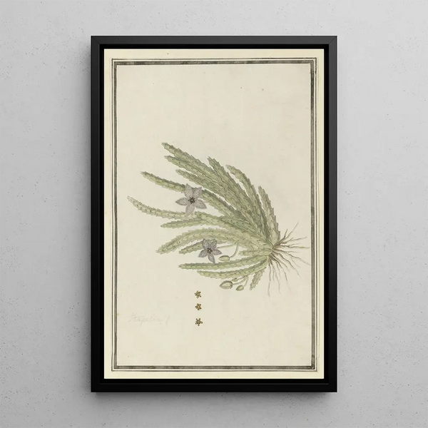 Robert Jacob Gordon - Stapelia paniculata WilldSmall starfish flower.webp