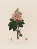 Aesculus Hippocastanum oder Gemeiner Esskastanienbaum - Robert John Thornton — Ansicht des Kunstwerks