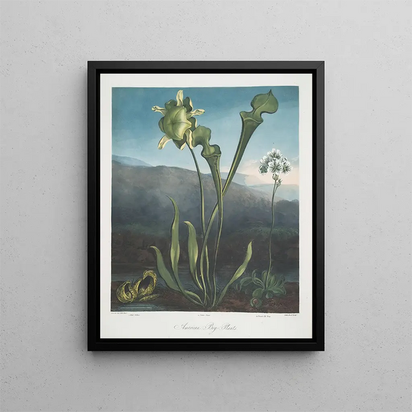 Robert John Thornton - American Bog Plants I Fetid Pothos Ii Pitcher Plant III Venuss Fly Trap.webp