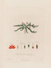 Anagallis tenella ou Pimpernel des tourbières - Robert John Thornton — Ansicht des Kunstwerks