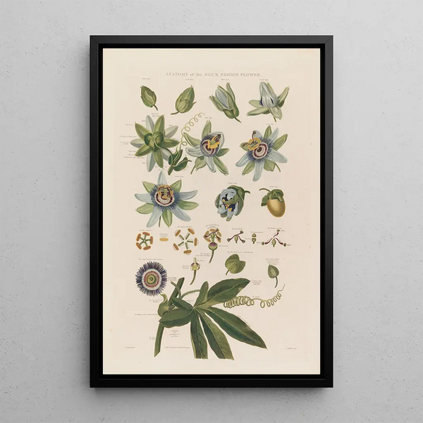 Robert John Thornton - Anatomy of the blue passion flower.webp