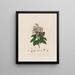 Arbutus andrachne ou arbousier oriental - Robert John Thornton — quadro incorniciato alla parete
