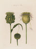 Artischocke in Blüte - Robert John Thornton — Ansicht des Kunstwerks
