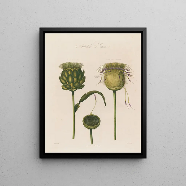 di carciofo in fiore - Robert John Thornton — quadro incorniciato alla parete