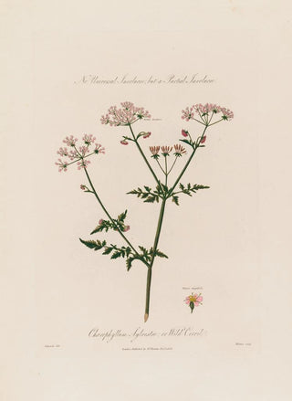 Robert John Thornton - Chaerophyllum Sylvestre or Wild Cervil.webp