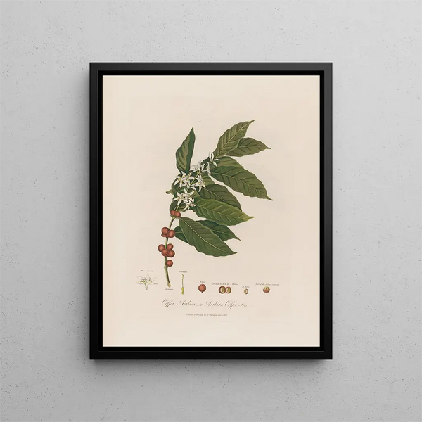 Coffea arabica oder Arabischer Kaffeebaum - Robert John Thornton — gerahmtes Bild an der Wand
