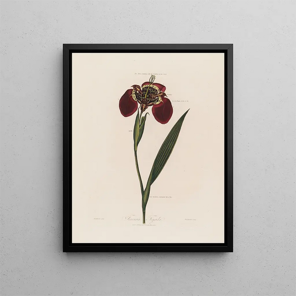 Ferraria tigris - Robert John Thornton — gerahmtes Bild an der Wand