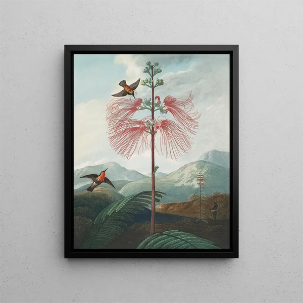 Pflanze empfindlich auf große Blumen (Kasuskonflikt) - Robert John Thornton — gerahmtes Bild an der Wand