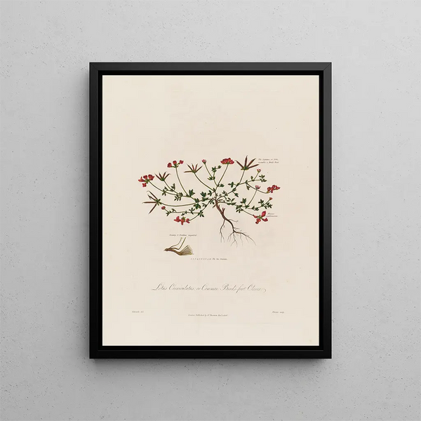 Lotus corniculatus ou trèfle des oiseaux - Robert John Thornton — gerahmtes Bild an der Wand