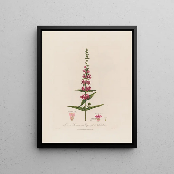 Lythrum salicaria ou épilobe à fleurs pourpres - Robert John Thornton — gerahmtes Bild an der Wand
