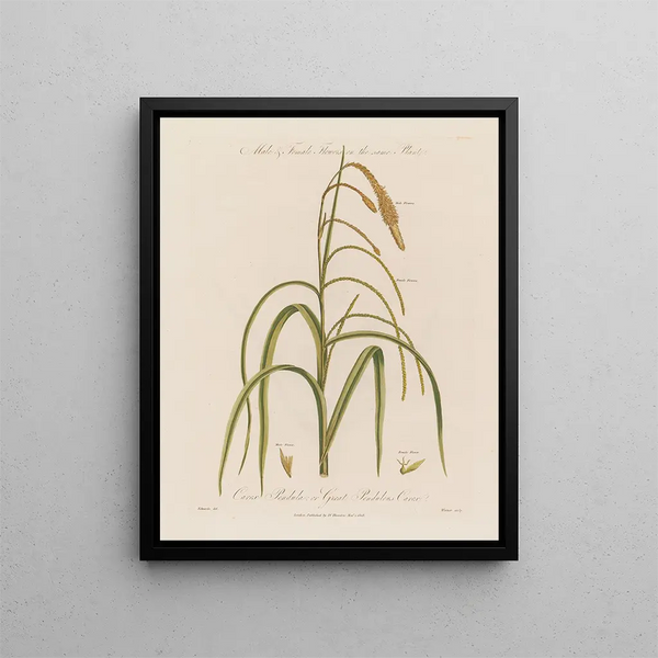 Männliche und weibliche Blumen auf derselben Pflanze Carex pendula oder carex pendule - Robert John Thornton — gerahmtes Bild an der Wand