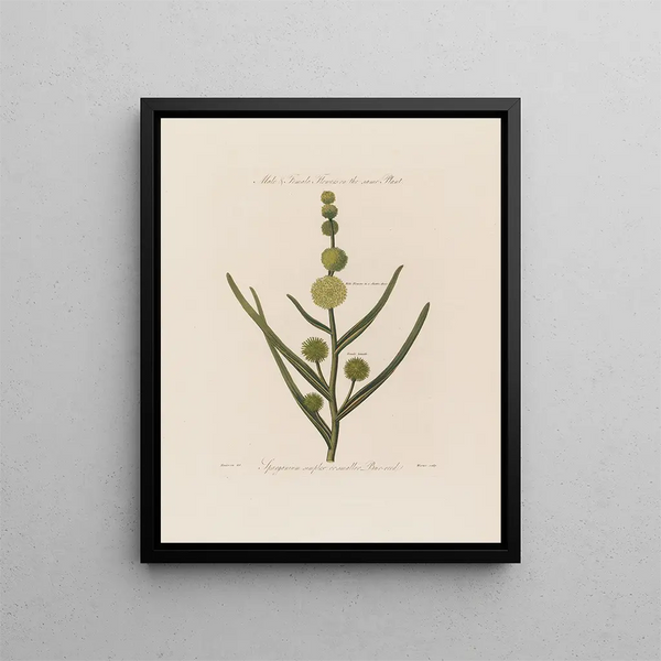 Männliche und weibliche Blumen auf derselben Pflanze Sparganium simplex oder kleine Schilf - Robert John Thornton — gerahmtes Bild an der Wand