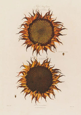 Robert John Thornton - Ripe Sunflower.webp