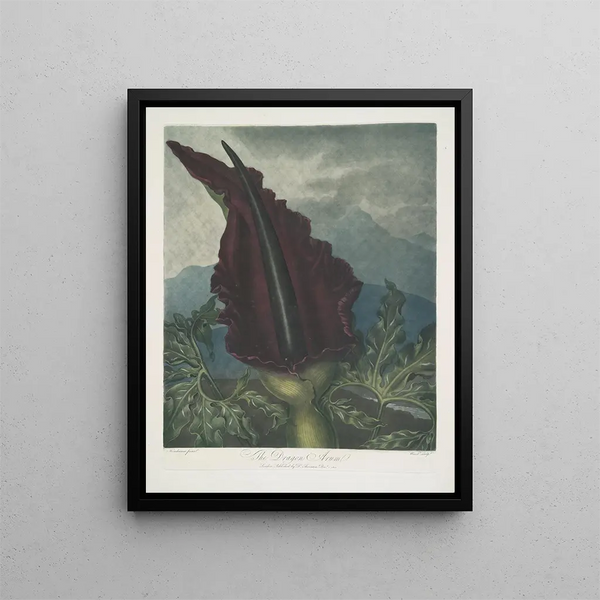 Der Drache Arum - Robert John Thornton — gerahmtes Bild an der Wand