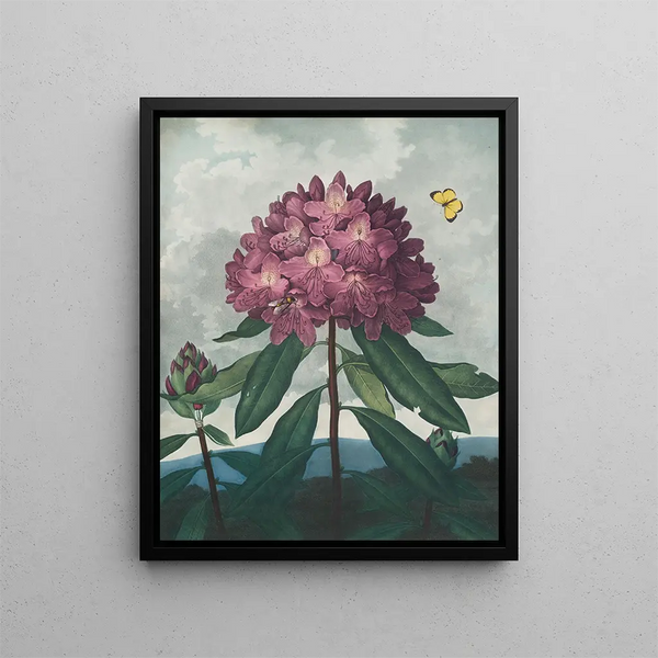 Le Rhododendron pontique - Robert John Thornton — gerahmtes Bild an der Wand