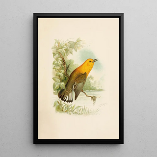 Robert Ridgway - Die Nordamerikanische Vogelwelt pl11.webp