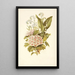Myosotis Aubépine Muguet - Robert Tyas — gerahmtes Bild an der Wand