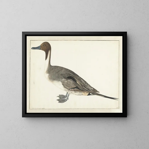 Singschwan - Rochus van Veen — gerahmtes Bild an der Wand