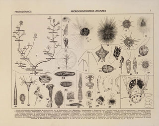 Rodolpho von Ihering - Atlas da Fauna do Brasil Pl01.webp
