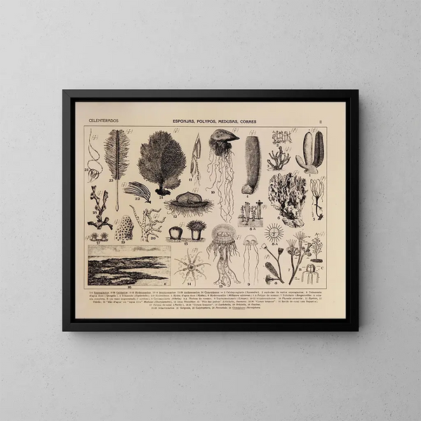 Atlas der Tierwelt Brasiliens Pl02 - Rodolpho von Ihering — gerahmtes Bild an der Wand