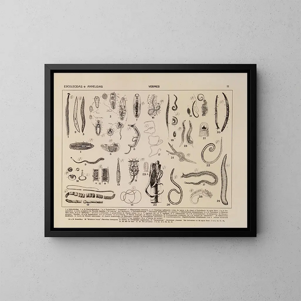 Atlas der Tierwelt Brasiliens Pl03 - Rodolpho von Ihering — gerahmtes Bild an der Wand
