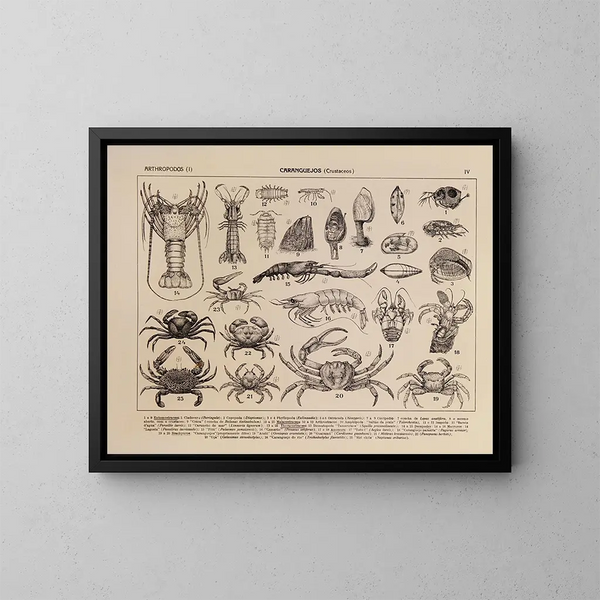 Atlas der Tierwelt Brasiliens Pl04 - Rodolpho von Ihering — gerahmtes Bild an der Wand