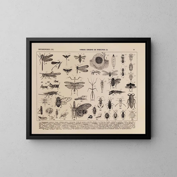 Atlas der Tierwelt Brasiliens Pl06 - Rodolpho von Ihering — gerahmtes Bild an der Wand