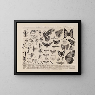 Rodolpho von Ihering - Atlas da Fauna do Brasil Pl07.webp
