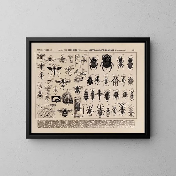Atlas der Tierwelt Brasiliens Pl08 - Rodolpho von Ihering — gerahmtes Bild an der Wand