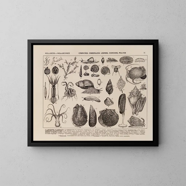 Atlas der brasilianischen Tierwelt Gemälde Pl09 - Rodolpho von Ihering — gerahmtes Bild an der Wand
