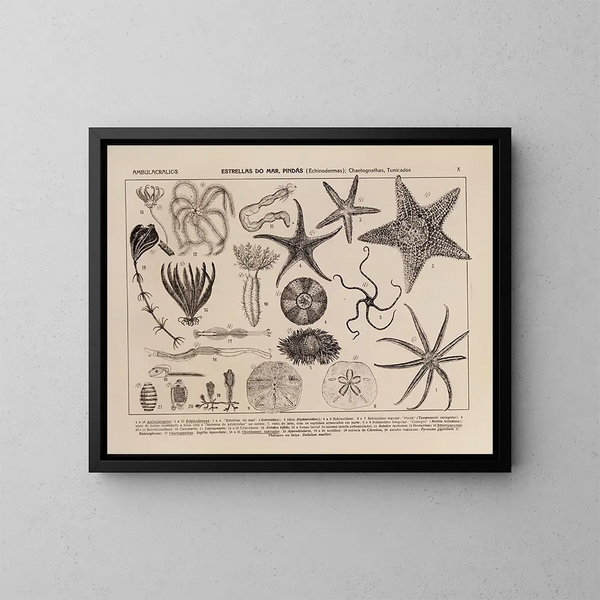 Atlas der Tierwelt Brasiliens Pl10 - Rodolpho von Ihering — gerahmtes Bild an der Wand