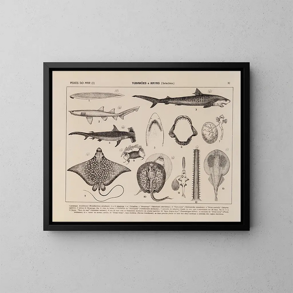 Atlas der Tierwelt Brasiliens Pl11 - Rodolpho von Ihering — gerahmtes Bild an der Wand