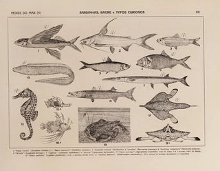 Rodolpho von Ihering - Atlas da Fauna do Brasil Pl12.webp