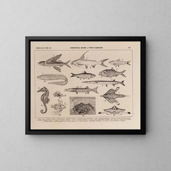 Atlas der Tierwelt Brasiliens Pl12 - Rodolpho von Ihering — gerahmtes Bild an der Wand