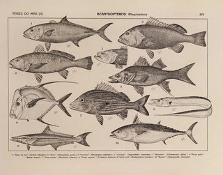 Rodolpho von Ihering - Atlas da Fauna do Brasil Pl14.webp
