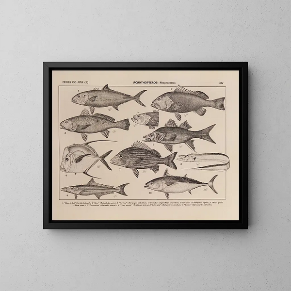 Atlas der Tierwelt Brasiliens Pl14 - Rodolpho von Ihering — gerahmtes Bild an der Wand
