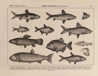 Rodolpho von Ihering - Atlas da Fauna do Brasil Pl16.webp