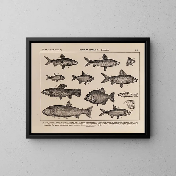 Atlas der Tierwelt Brasiliens Pl16 - Rodolpho von Ihering — gerahmtes Bild an der Wand