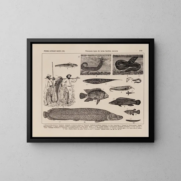 Atlas der Tierwelt Brasiliens Pl17 - Rodolpho von Ihering — gerahmtes Bild an der Wand