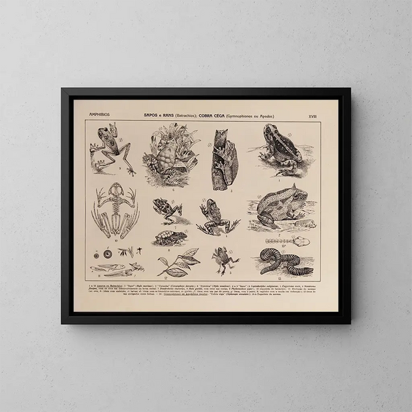 Atlas der brasilianischen Tierwelt Pl18 - Rodolpho von Ihering — gerahmtes Bild an der Wand